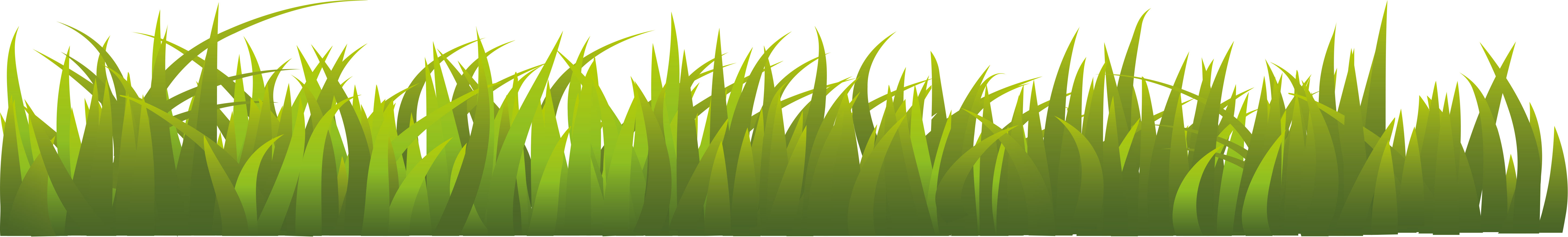 Gras Boelie decorative grass border